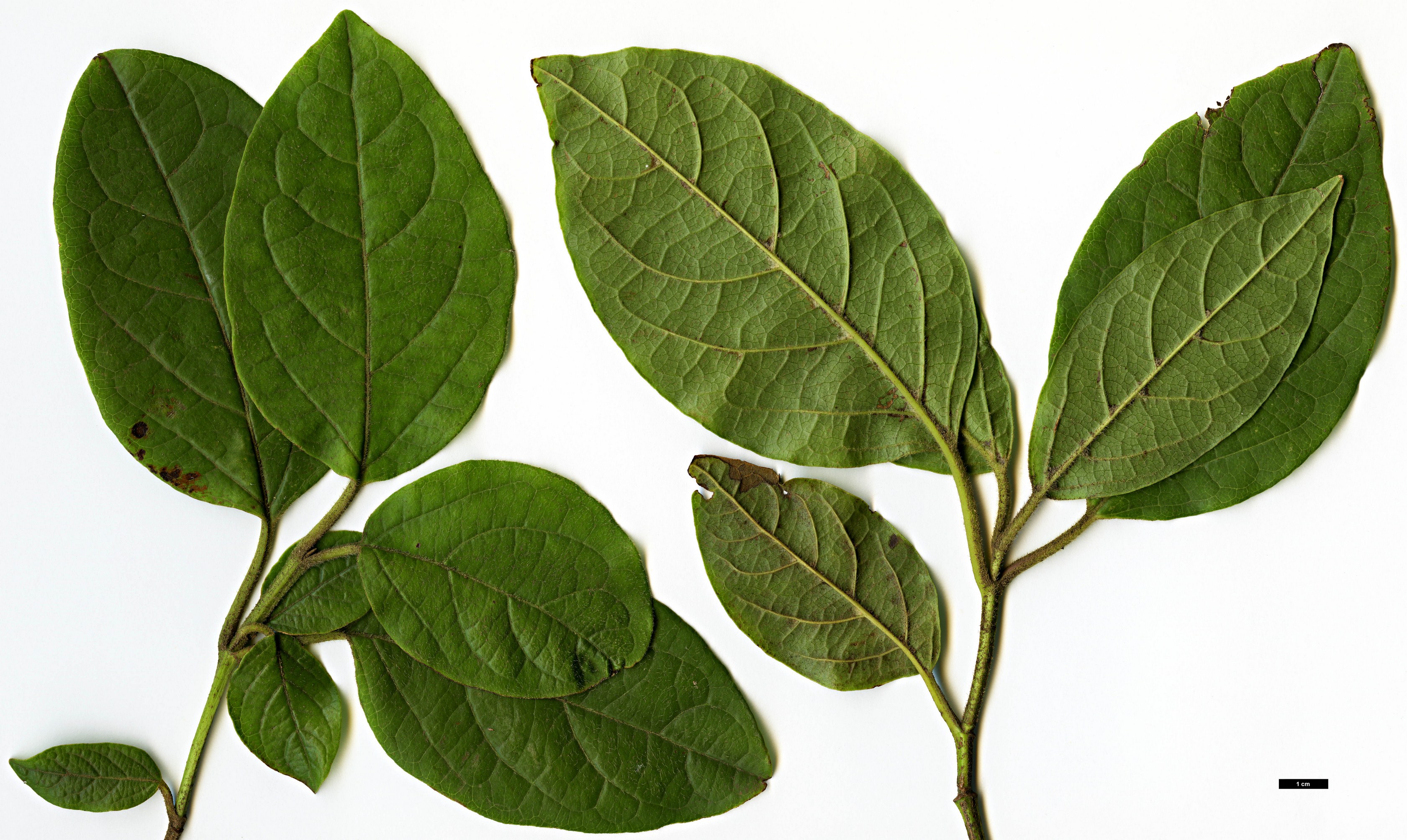 High resolution image: Family: Adoxaceae - Genus: Viburnum - Taxon: rugosum